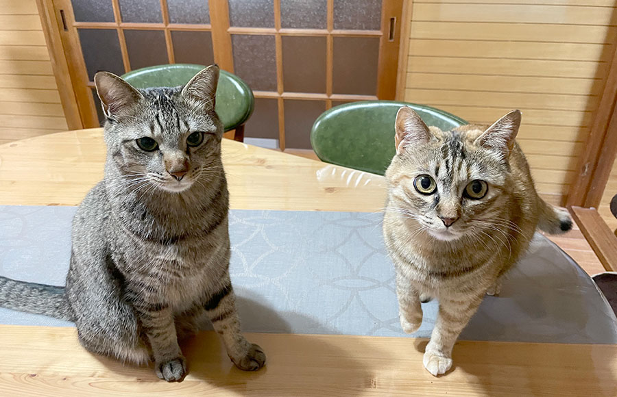 《猫日和》自慢の愛猫紹介