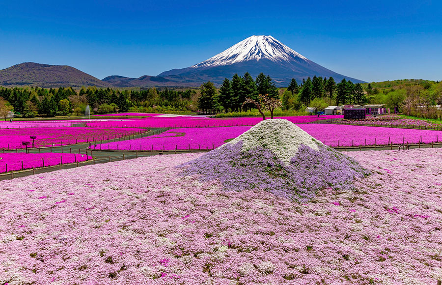 【山梨県】50万株が咲き誇る　4月12日から富士芝桜まつり