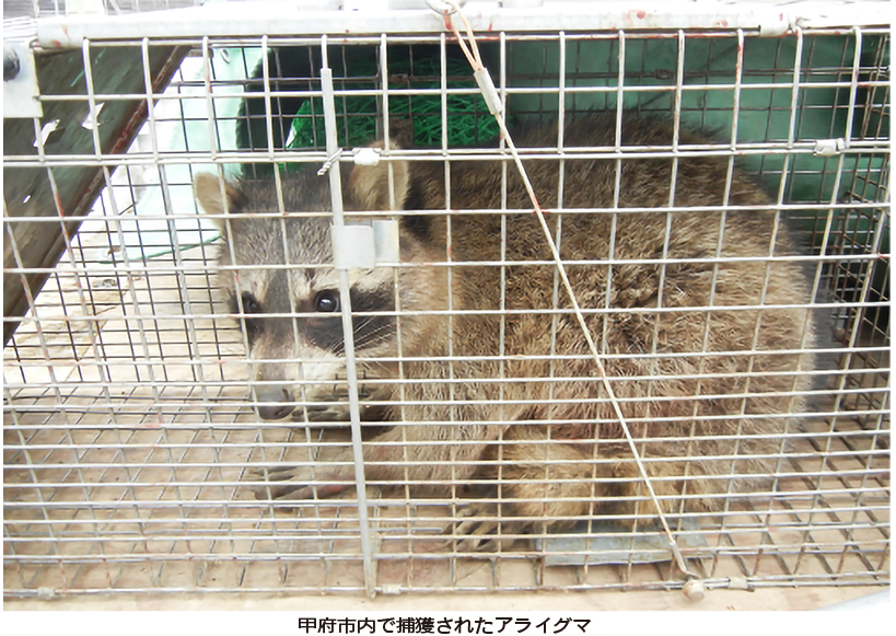 【山梨県】アライグマ増加　農作物への被害拡大