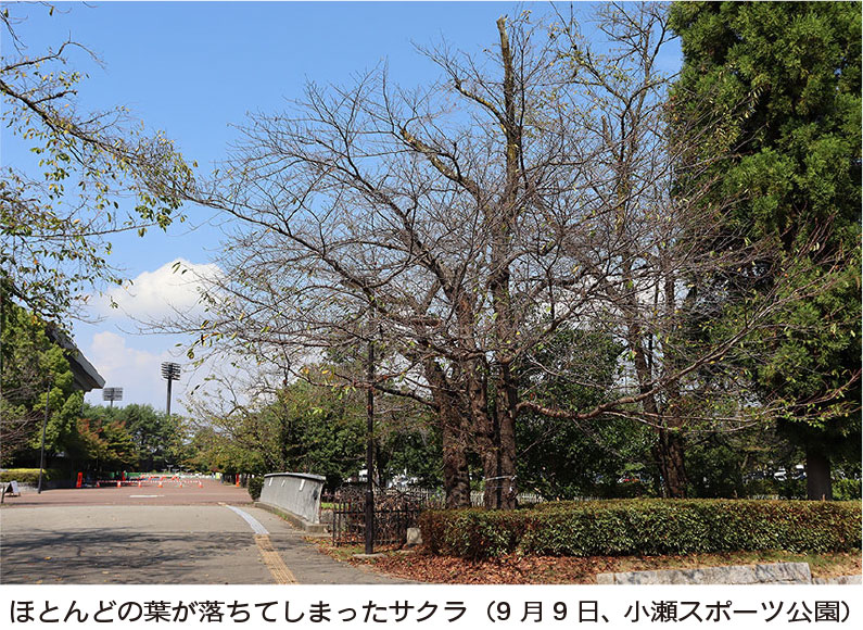 【山梨県】サクラの木に〝異変〟